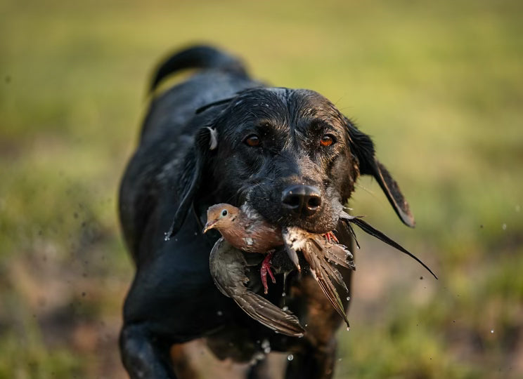 Keeping Your Dog Safe in Early Dove Season