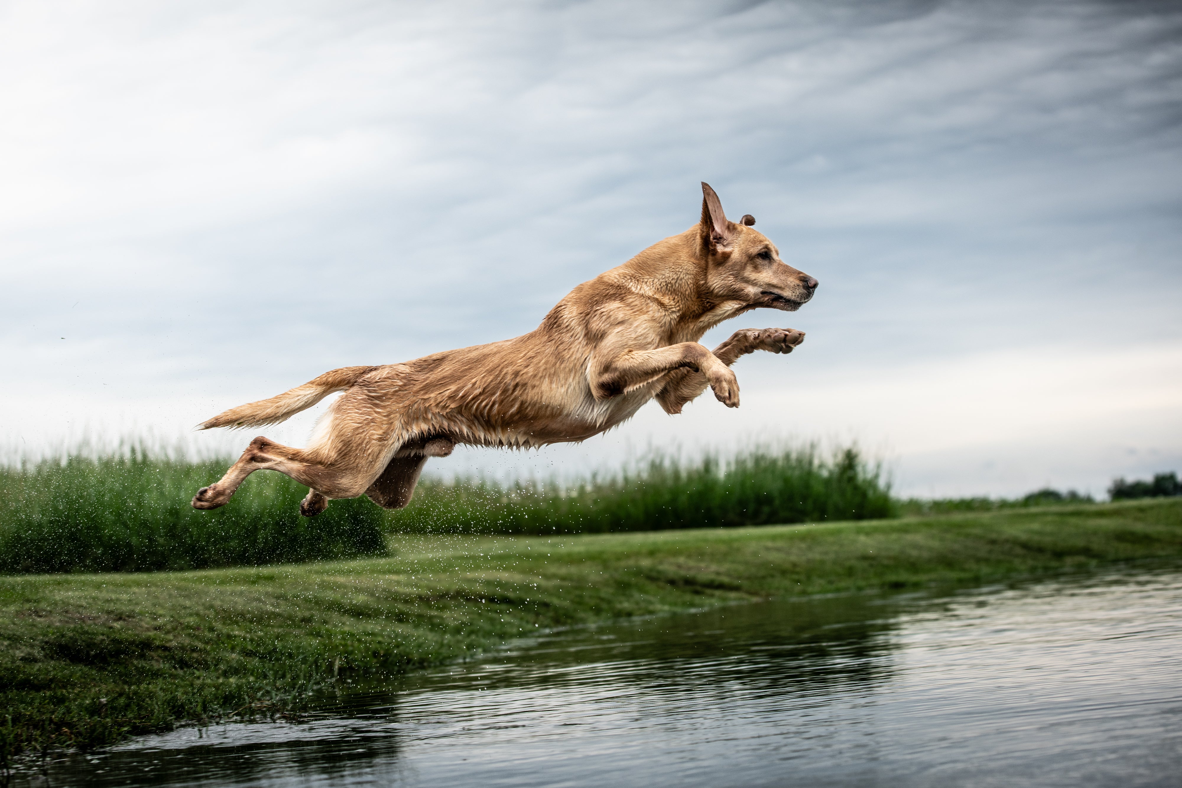 Dog leaping into water from grassy bank